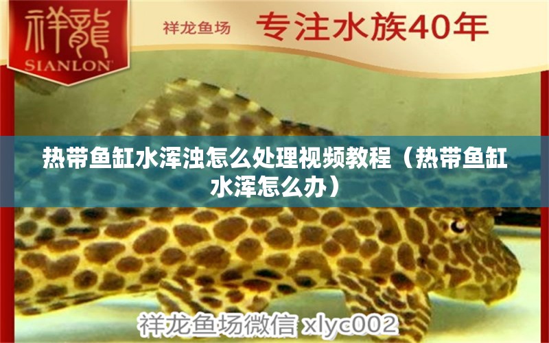 热带鱼缸水浑浊怎么处理视频教程（热带鱼缸水浑怎么办） 广州观赏鱼批发市场
