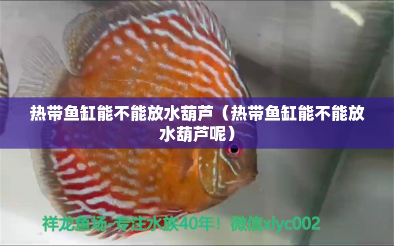 热带鱼缸能不能放水葫芦（热带鱼缸能不能放水葫芦呢）