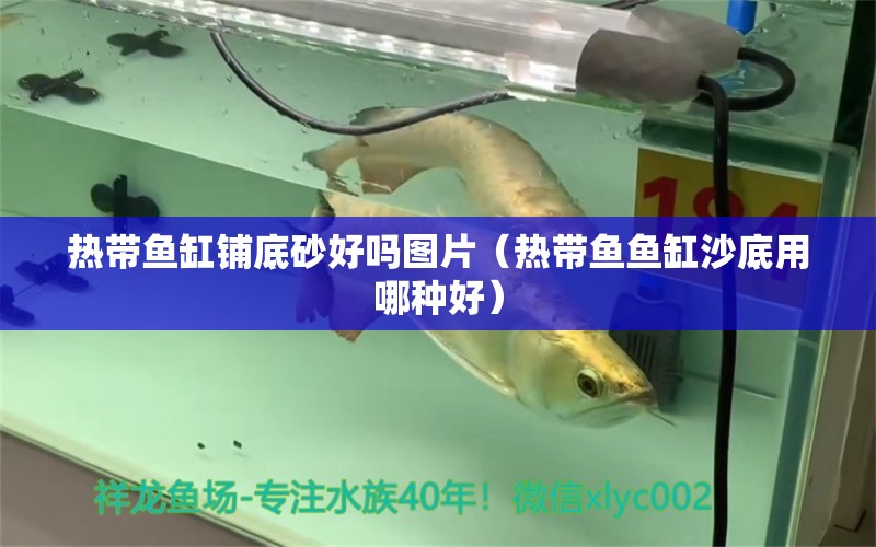 热带鱼缸铺底砂好吗图片（热带鱼鱼缸沙底用哪种好） 广州观赏鱼批发市场