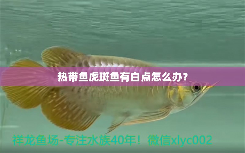 热带鱼虎斑鱼有白点怎么办？