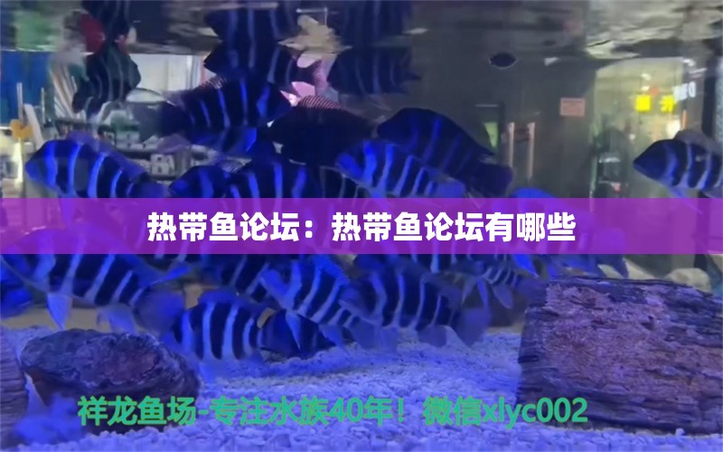 热带鱼论坛：热带鱼论坛有哪些