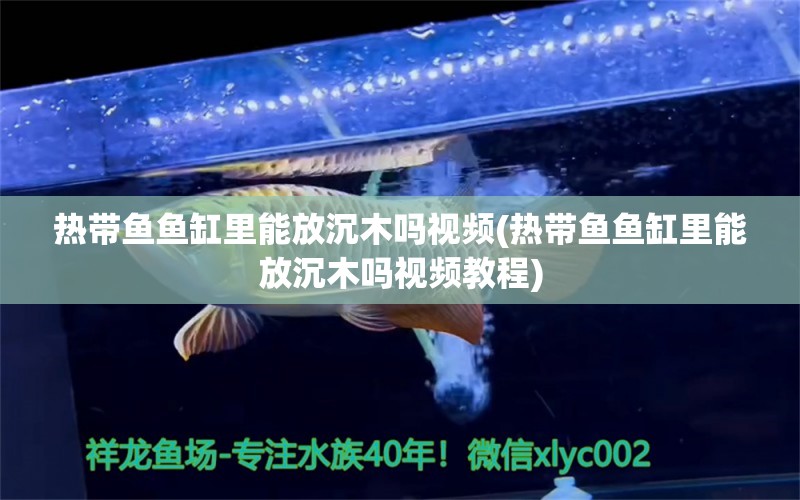 热带鱼鱼缸里能放沉木吗视频(热带鱼鱼缸里能放沉木吗视频教程)