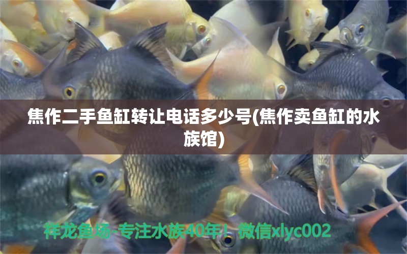 焦作二手鱼缸转让电话多少号(焦作卖鱼缸的水族馆) 稀有红龙品种