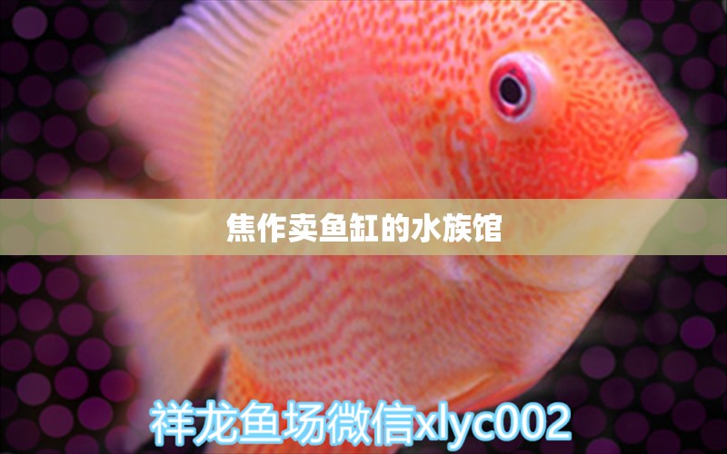 焦作卖鱼缸的水族馆