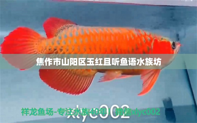 焦作市山阳区玉红且听鱼语水族坊