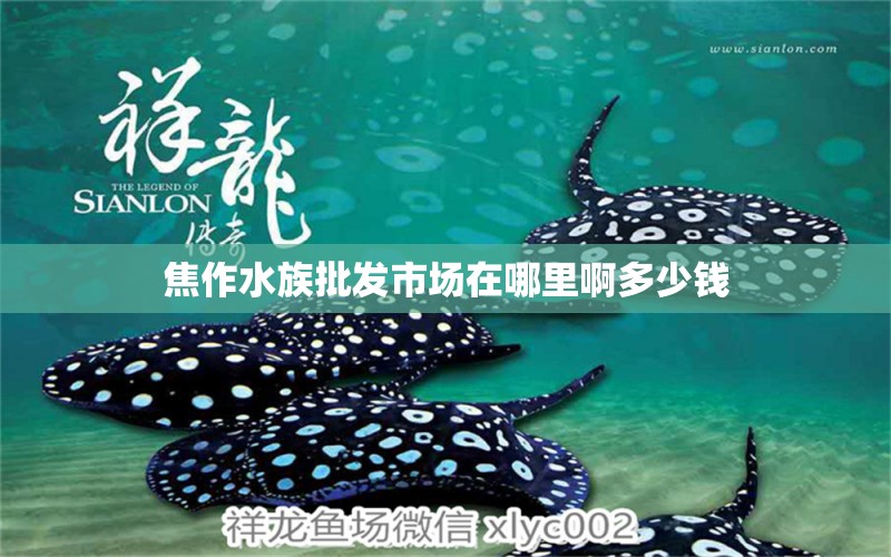 焦作水族批发市场在哪里啊多少钱