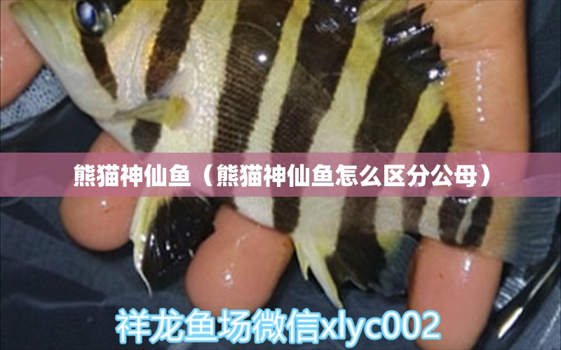 熊猫神仙鱼（熊猫神仙鱼怎么区分公母） 祥龙水族医院