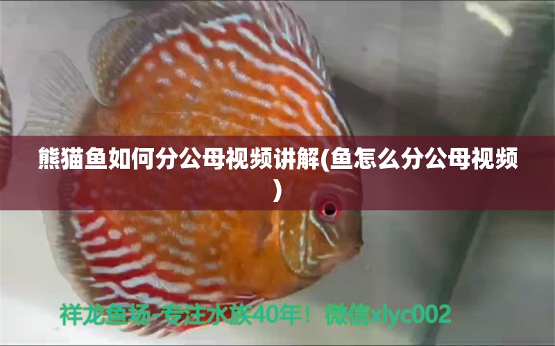 熊猫鱼如何分公母视频讲解(鱼怎么分公母视频) 白子黑帝王魟鱼