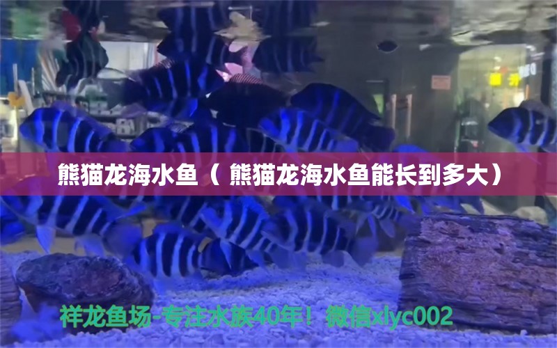 熊猫龙海水鱼（ 熊猫龙海水鱼能长到多大）