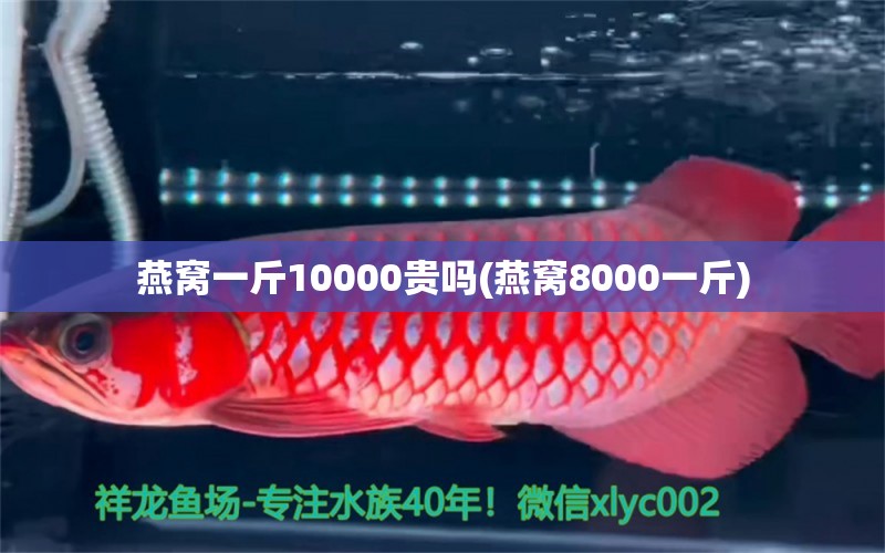 燕窝一斤10000贵吗(燕窝8000一斤)