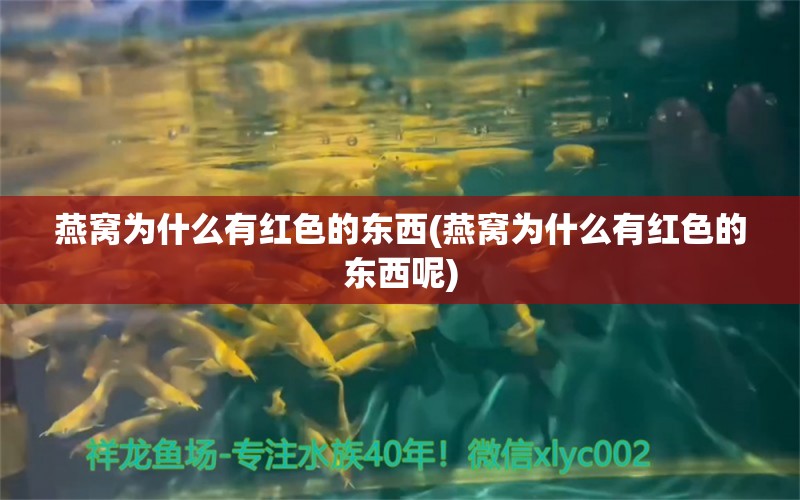 燕窝为什么有红色的东西(燕窝为什么有红色的东西呢)