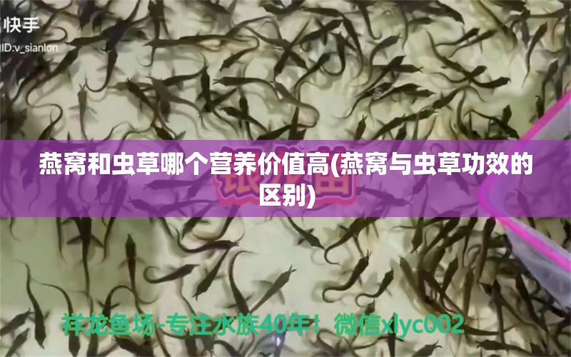 燕窝和虫草哪个营养价值高(燕窝与虫草功效的区别)