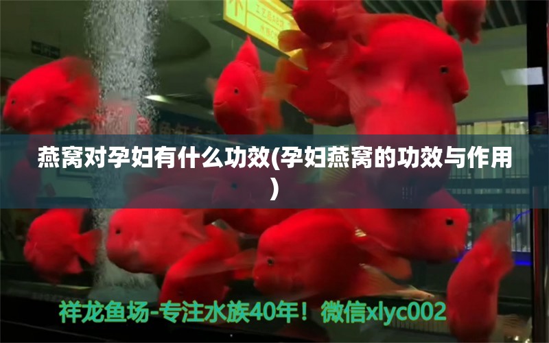 燕窝对孕妇有什么功效(孕妇燕窝的功效与作用)