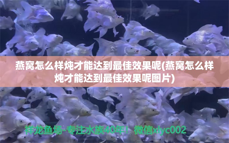 燕窝怎么样炖才能达到最佳效果呢(燕窝怎么样炖才能达到最佳效果呢图片)