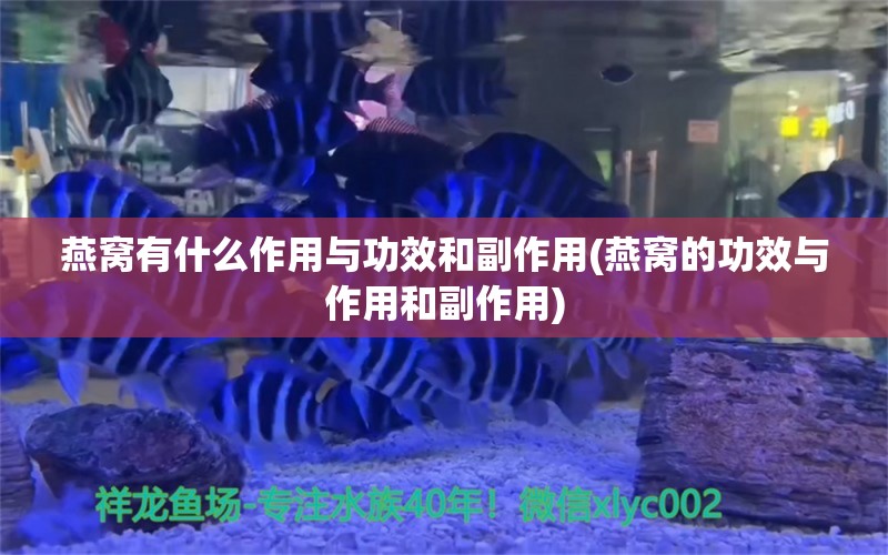 燕窝有什么作用与功效和副作用(燕窝的功效与作用和副作用)