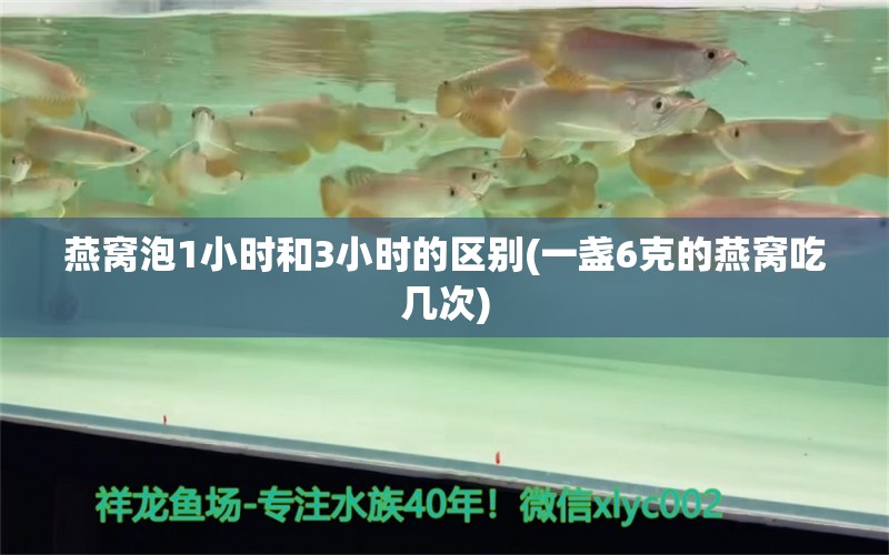 燕窝泡1小时和3小时的区别(一盏6克的燕窝吃几次)