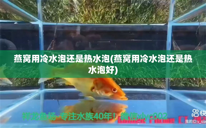 燕窝用冷水泡还是热水泡(燕窝用冷水泡还是热水泡好) 马来西亚燕窝 第1张