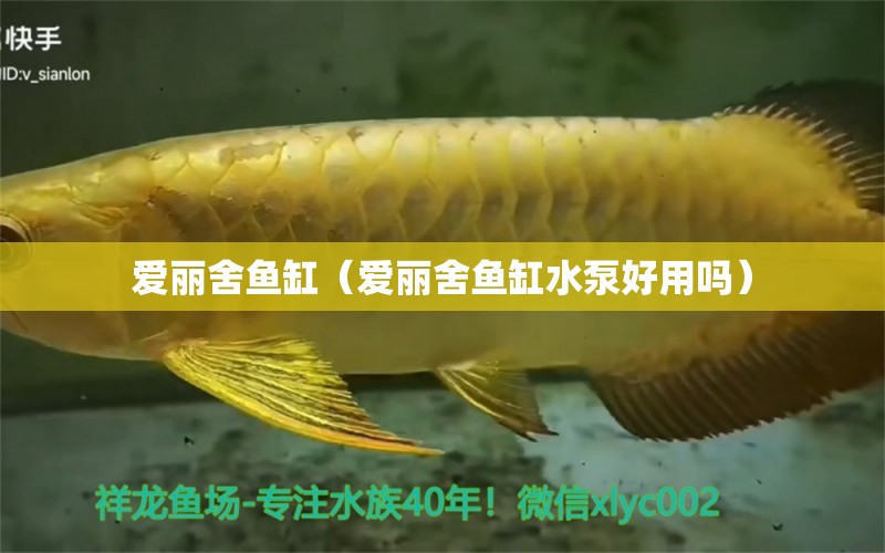 爱丽舍鱼缸（爱丽舍鱼缸水泵好用吗）