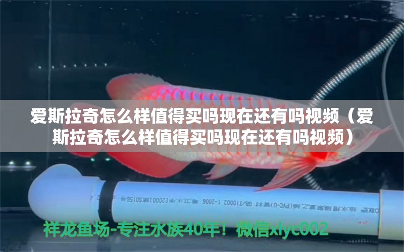 爱斯拉奇怎么样值得买吗现在还有吗视频（爱斯拉奇怎么样值得买吗现在还有吗视频）