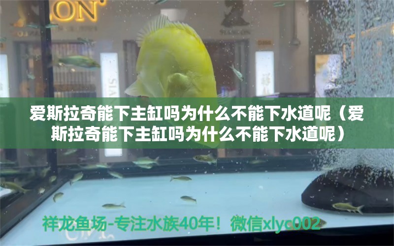 爱斯拉奇能下主缸吗为什么不能下水道呢（爱斯拉奇能下主缸吗为什么不能下水道呢）