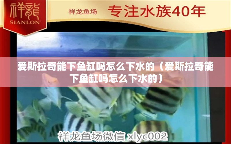 爱斯拉奇能下鱼缸吗怎么下水的（爱斯拉奇能下鱼缸吗怎么下水的） 龙鱼疾病与治疗