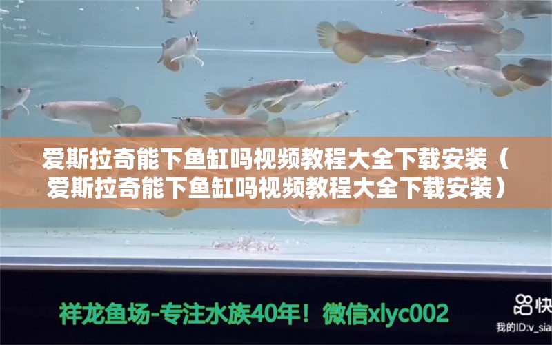 爱斯拉奇能下鱼缸吗视频教程大全下载安装（爱斯拉奇能下鱼缸吗视频教程大全下载安装）