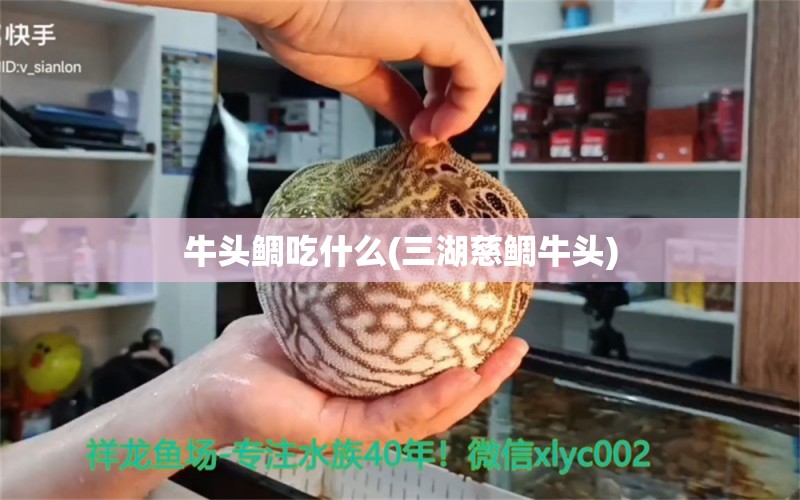 牛头鲷吃什么(三湖慈鲷牛头)