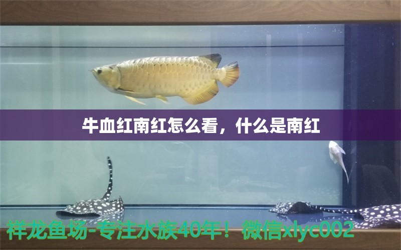 牛血红南红怎么看，什么是南红 观赏鱼