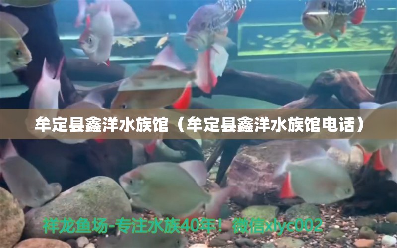 牟定县鑫洋水族馆（牟定县鑫洋水族馆电话） 全国水族馆企业名录