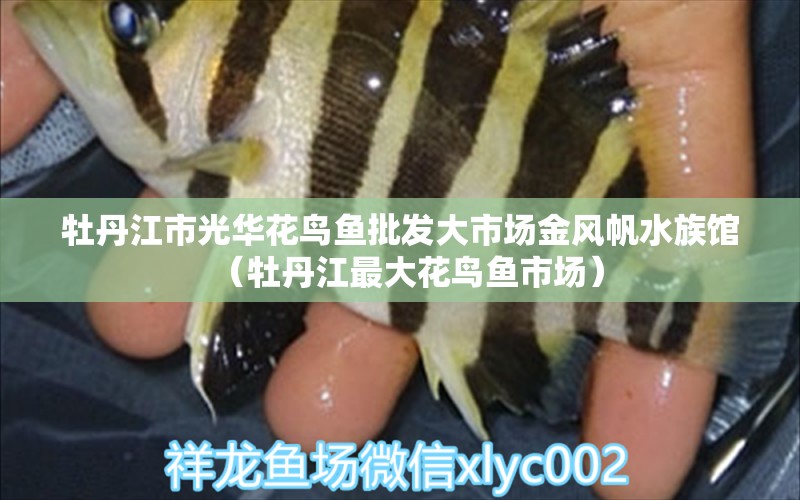 牡丹江市光华花鸟鱼批发大市场金风帆水族馆（牡丹江最大花鸟鱼市场）