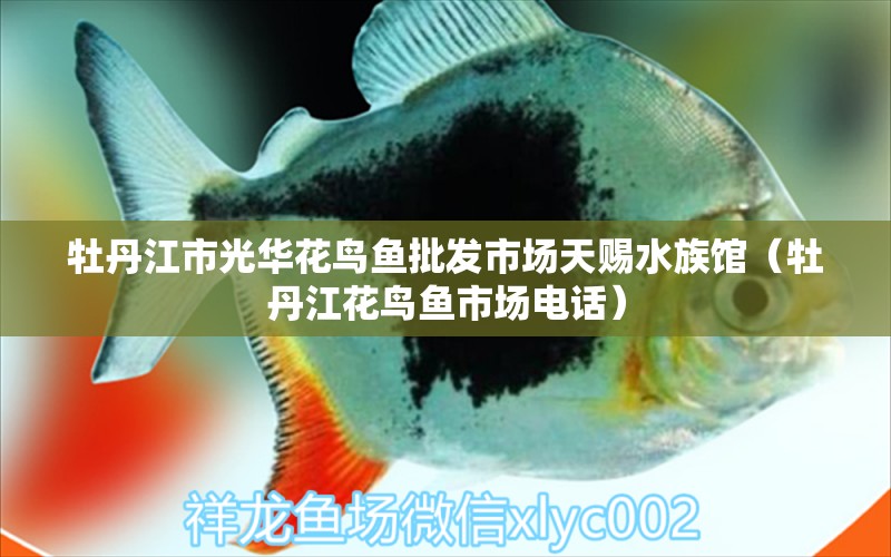 牡丹江市光华花鸟鱼批发市场天赐水族馆（牡丹江花鸟鱼市场电话） 全国水族馆企业名录