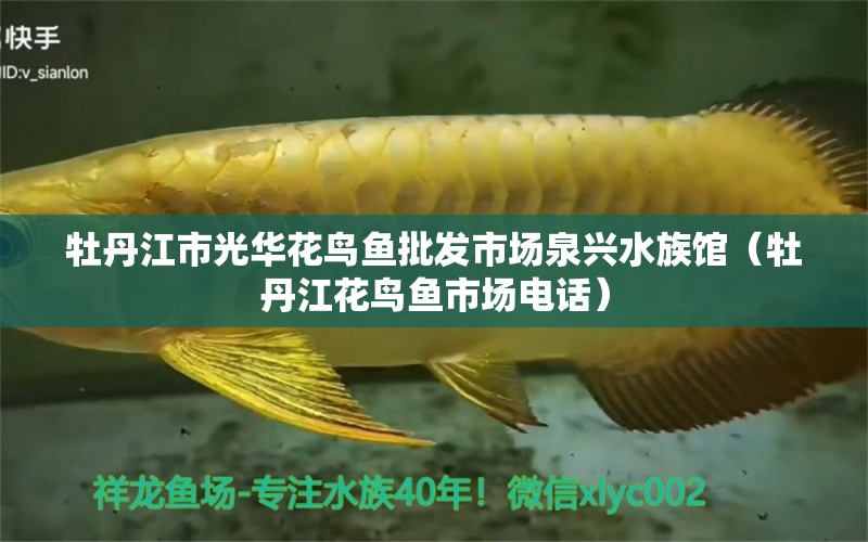 牡丹江市光华花鸟鱼批发市场泉兴水族馆（牡丹江花鸟鱼市场电话）