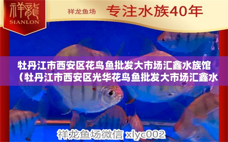 牡丹江市西安区花鸟鱼批发大市场汇鑫水族馆（牡丹江市西安区光华花鸟鱼批发大市场汇鑫水族馆详细介绍） 全国观赏鱼市场 第2张