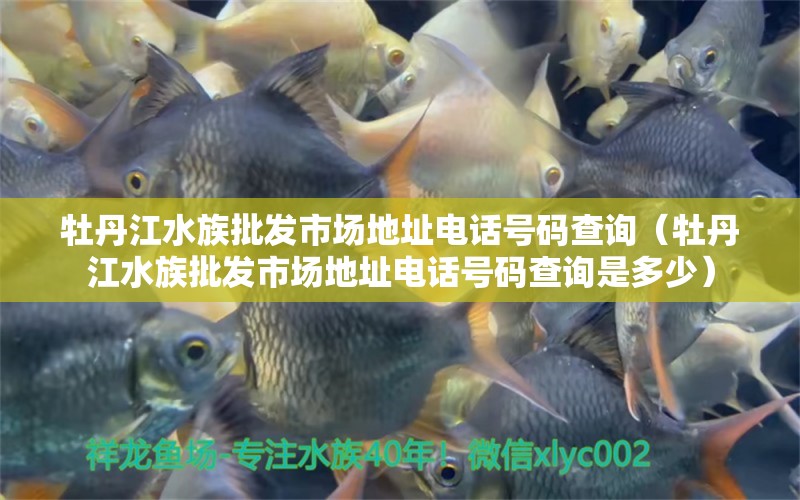 牡丹江水族批发市场地址电话号码查询（牡丹江水族批发市场地址电话号码查询是多少） 观赏鱼水族批发市场