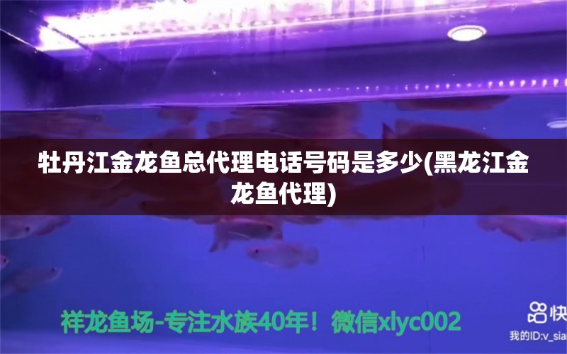 牡丹江金龙鱼总代理电话号码是多少(黑龙江金龙鱼代理) 大白鲨鱼苗