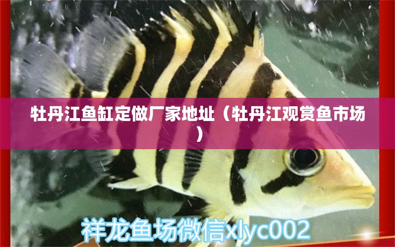 牡丹江鱼缸定做厂家地址（牡丹江观赏鱼市场） 鱼缸等水族设备 第1张