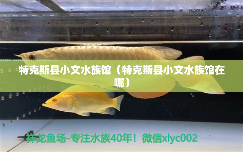 特克斯县小文水族馆（特克斯县小文水族馆在哪）