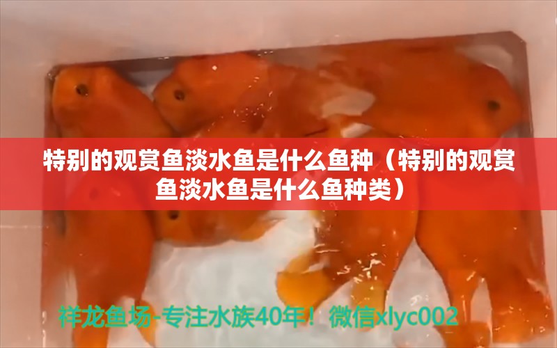 特别的观赏鱼淡水鱼是什么鱼种（特别的观赏鱼淡水鱼是什么鱼种类）