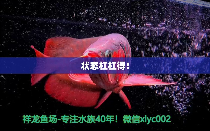 状态杠杠得！ 观赏鱼论坛 第2张