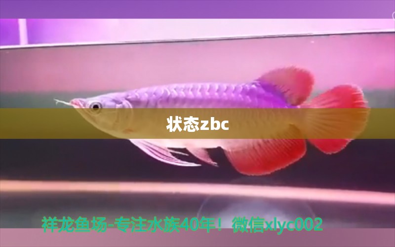 状态zbc 观赏鱼论坛 第4张