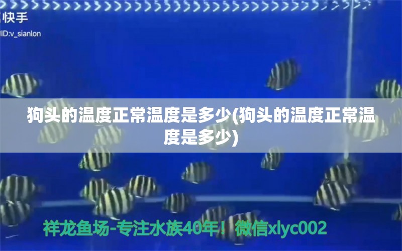 狗头的温度正常温度是多少(狗头的温度正常温度是多少) 鱼缸风水 第2张