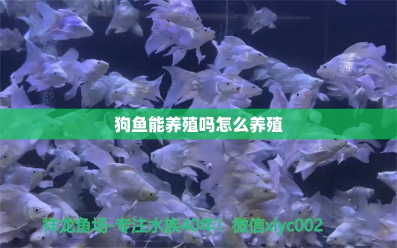 狗鱼能养殖吗怎么养殖 委内瑞拉奥里诺三间鱼苗 第2张