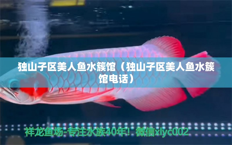 独山子区美人鱼水簇馆（独山子区美人鱼水簇馆电话） 全国水族馆企业名录