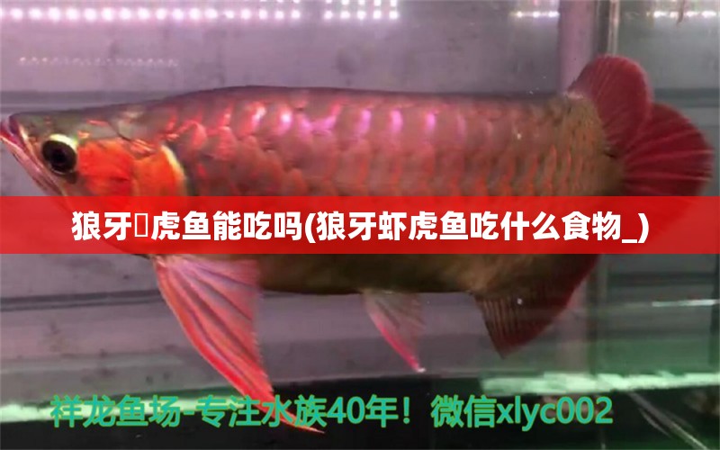 狼牙鰕虎鱼能吃吗(狼牙虾虎鱼吃什么食物_)