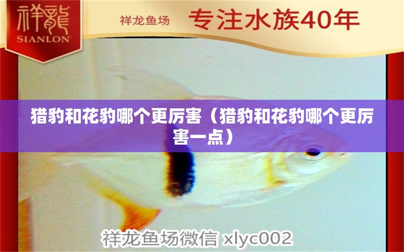 猎豹和花豹哪个更厉害（猎豹和花豹哪个更厉害一点） 水族维护服务（上门）