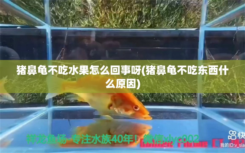 猪鼻龟不吃水果怎么回事呀(猪鼻龟不吃东西什么原因)