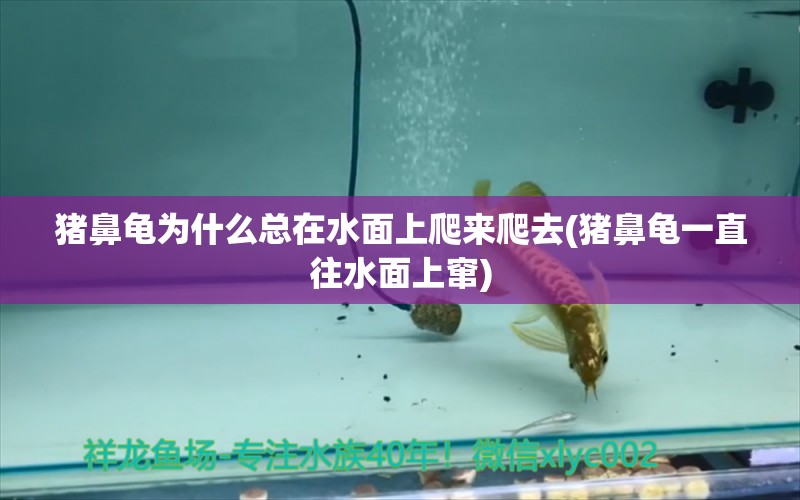 猪鼻龟为什么总在水面上爬来爬去(猪鼻龟一直往水面上窜)