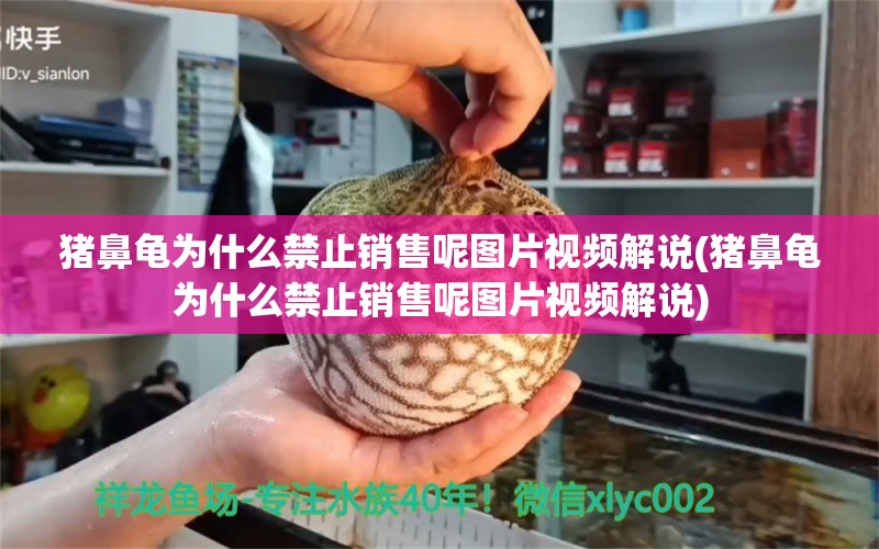 猪鼻龟为什么禁止销售呢图片视频解说(猪鼻龟为什么禁止销售呢图片视频解说)