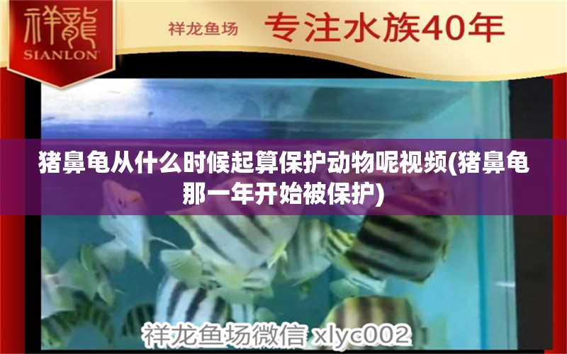 猪鼻龟从什么时候起算保护动物呢视频(猪鼻龟那一年开始被保护)