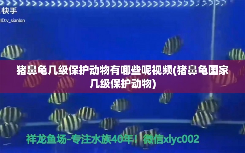 猪鼻龟几级保护动物有哪些呢视频(猪鼻龟国家几级保护动物)